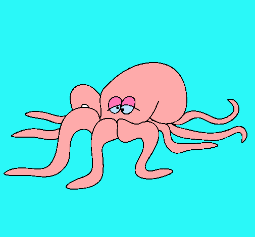 Pulpo