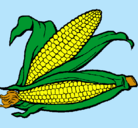 Dibujo Mazorca de maíz pintado por maicitos