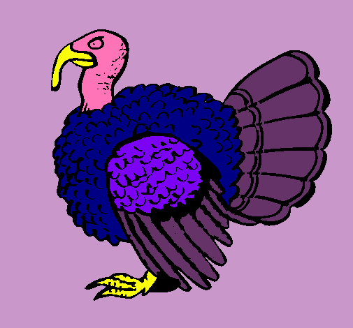 Pavo 