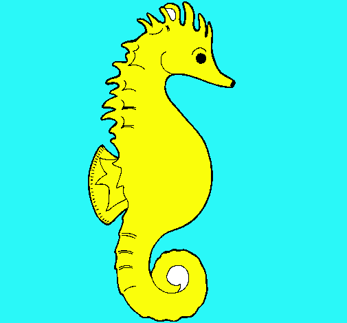 Caballito de mar