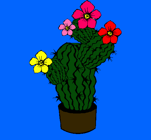 Flores de cactus