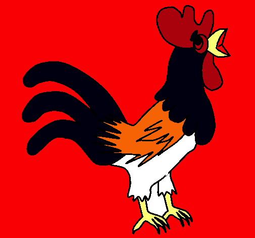 Gallo