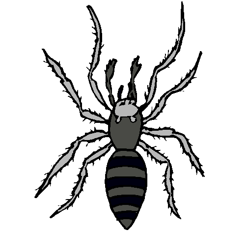 Araña tigre