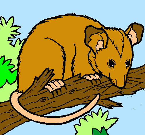 Ardilla possum