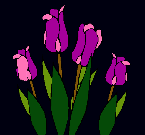 Tulipanes