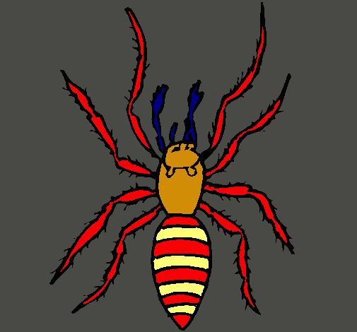 Araña tigre