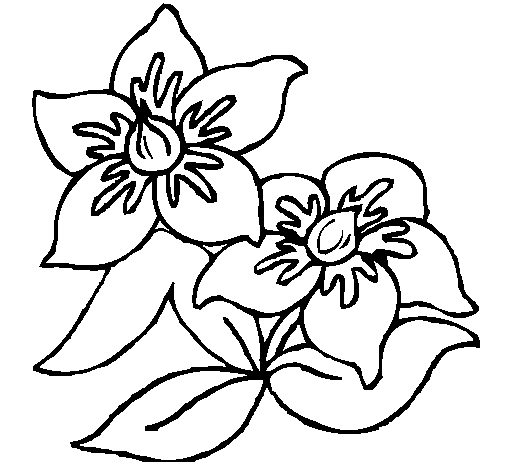 Dibujo Flores pintado por josemi77