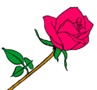 Dibujo Rosa pintado por br4nd0n