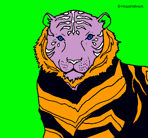 Tigre