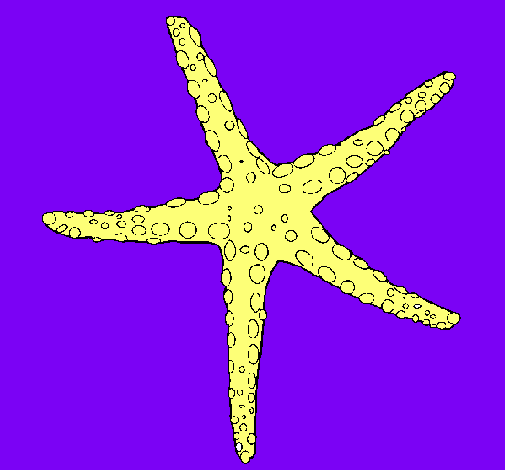 Estrellita de mar