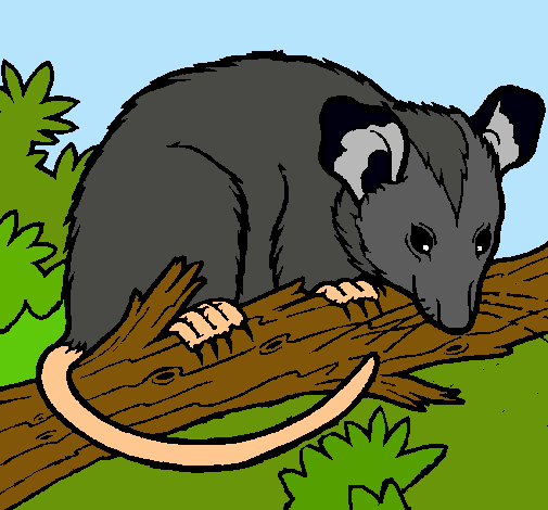 Ardilla possum