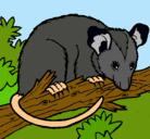 Dibujo Ardilla possum pintado por jksh