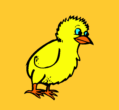 Pollito