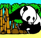 Dibujo Oso panda y bambú pintado por camaleon