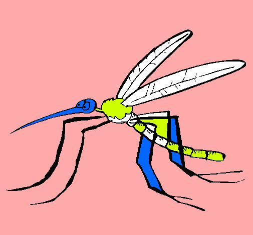 Mosquito