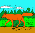 Dibujo Coyote pintado por aaaa