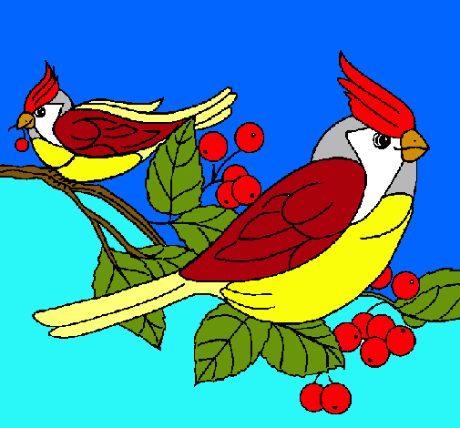 Pájaros