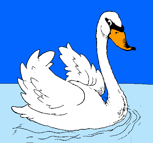 Cisne en el agua