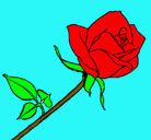 Dibujo Rosa pintado por flor