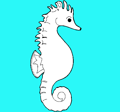 Caballito de mar