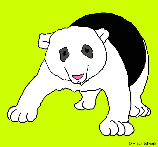 Oso panda