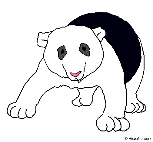 Oso panda