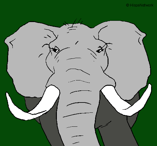 Elefante africano