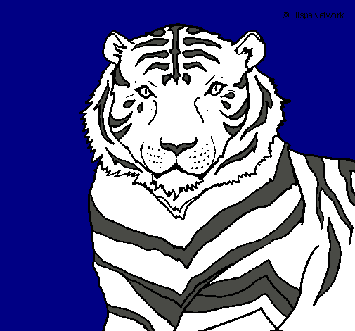 Tigre