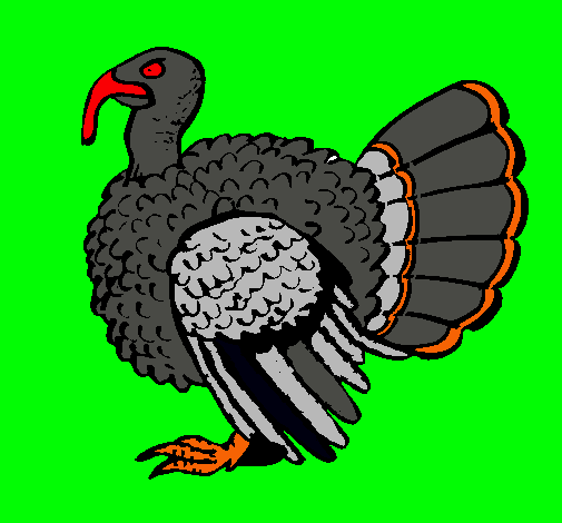 Pavo 