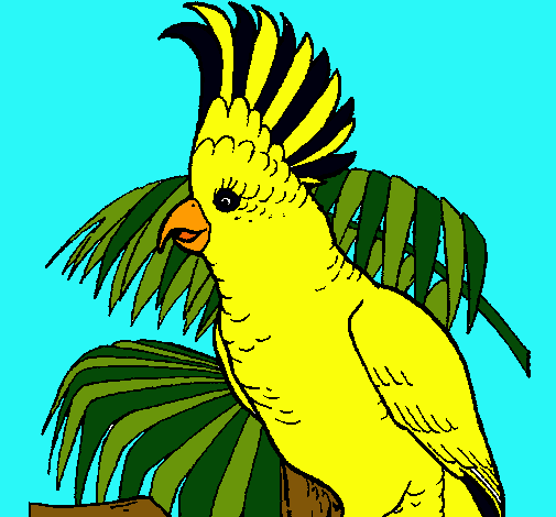 Cacatúa