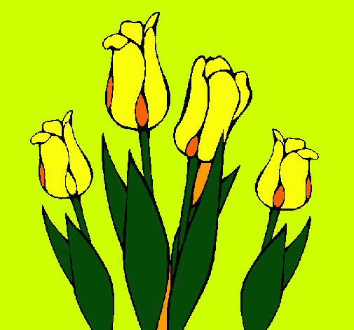 Tulipanes