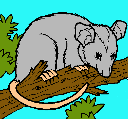 Ardilla possum