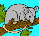Dibujo Ardilla possum pintado por RAUL