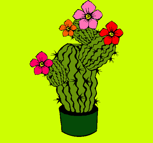 Flores de cactus