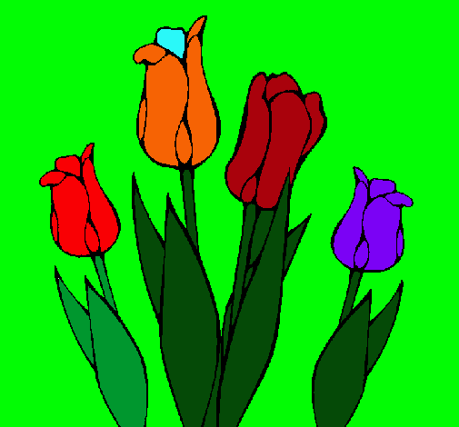 Tulipanes