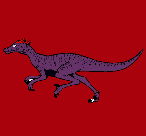 Velociraptor