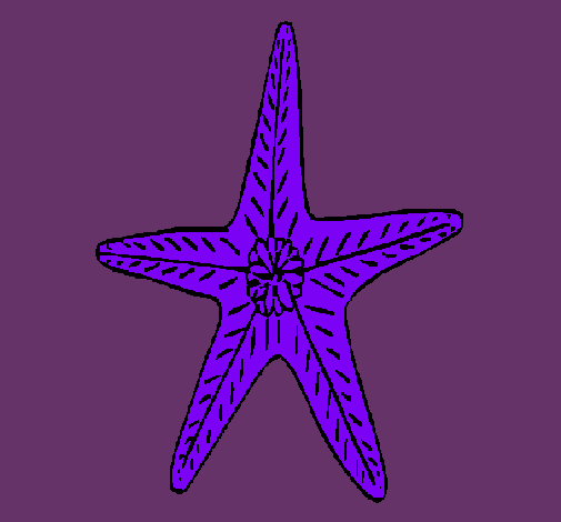 Estrella de mar