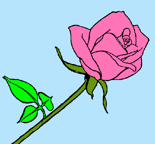 Dibujo Rosa pintado por elisabeth 