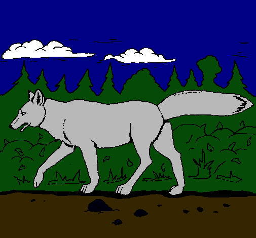 Coyote