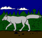 Dibujo Coyote pintado por lobo