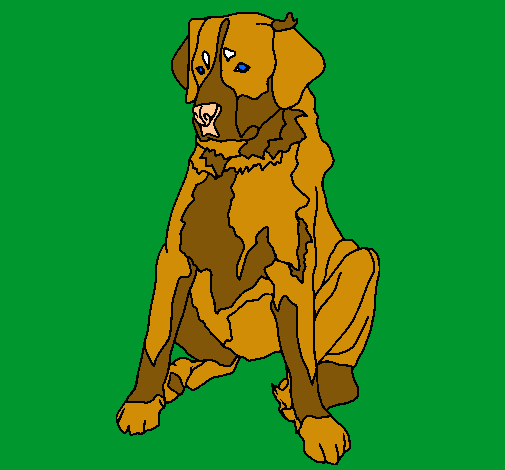 Labrador