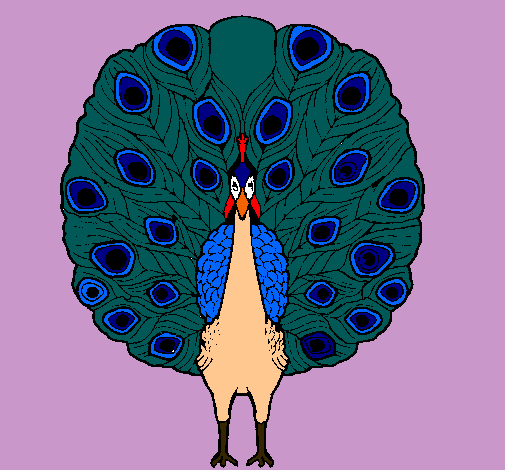 Pavo real