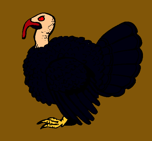 Pavo 