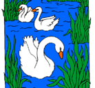 Dibujo Cisnes pintado por Anto265
