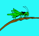 Dibujo Saltamontes en una rama pintado por ALE2004