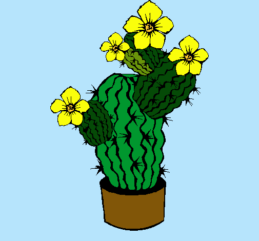 Flores de cactus