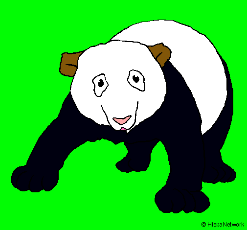 Oso panda