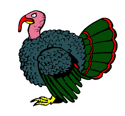 Pavo 