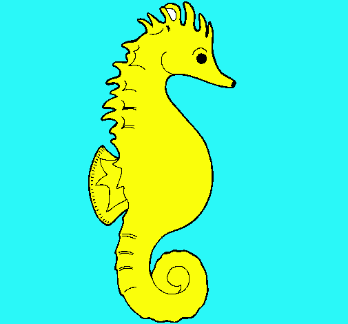 Caballito de mar