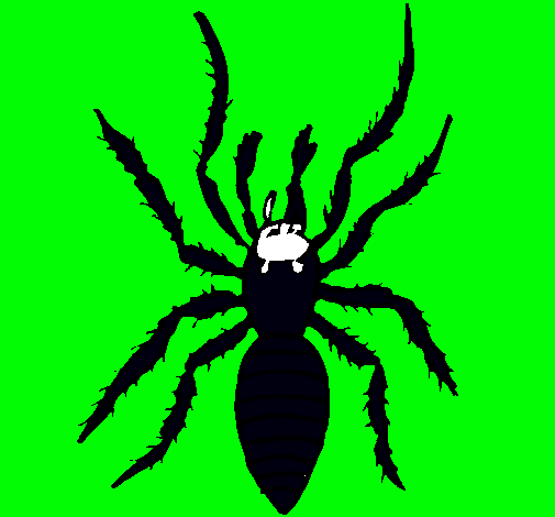 Araña tigre